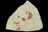 Ordovician Trilobite (Euloma) With Parts - Zagora, Morocco #105864-1